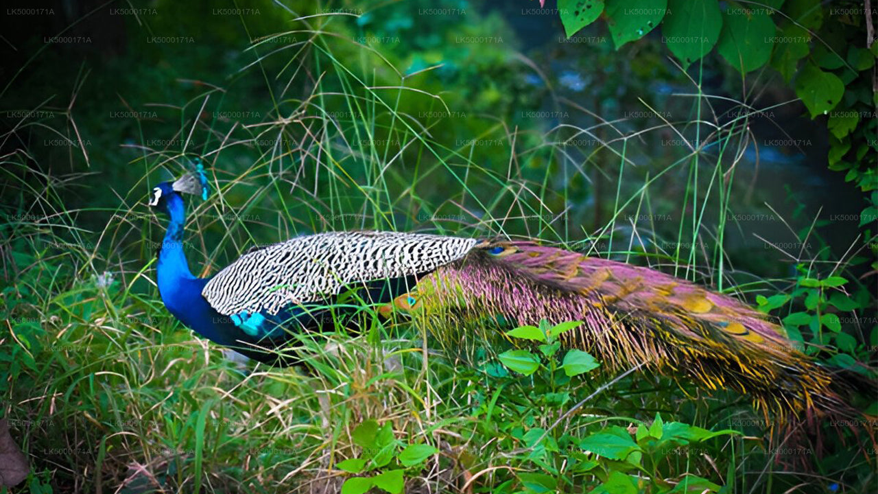 Soukromé safari národního parku Udawalawe