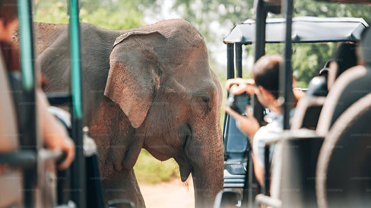 Private Tour from Tangalle to Ella with Udawalawe Safari