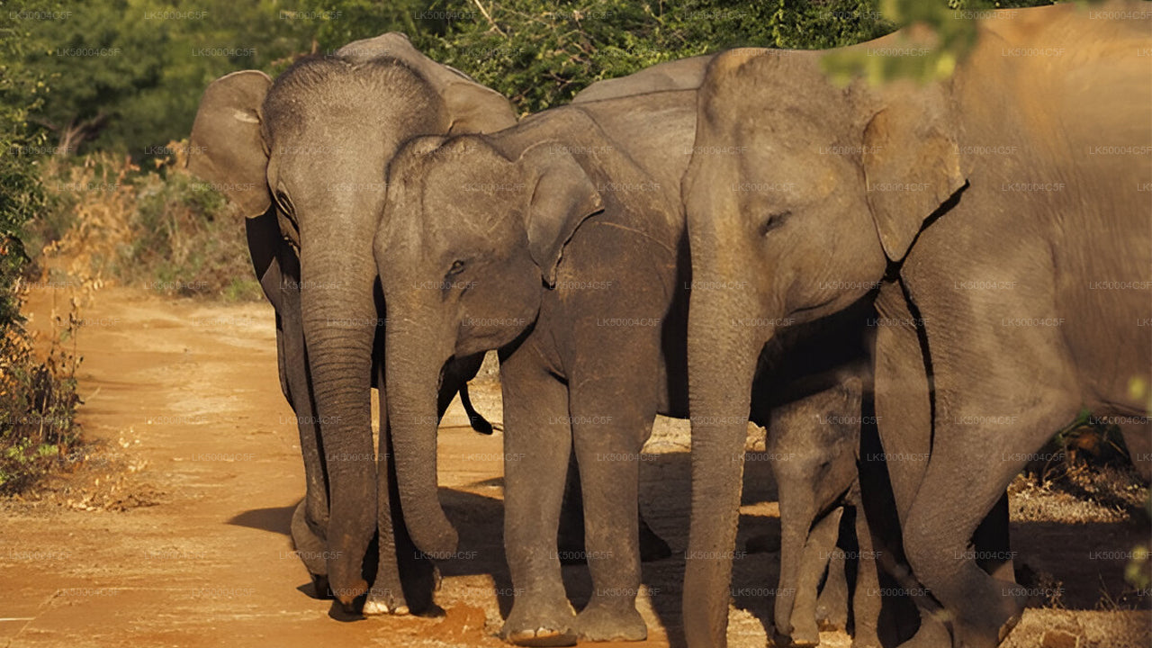 Soukromý výlet z Elly do Weligamy s Udawalawe Safari