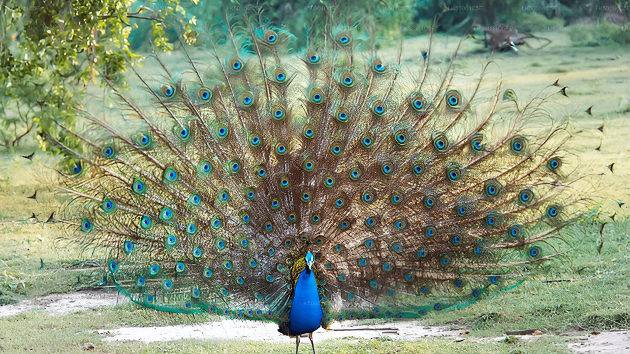 Soukromý výlet z Elly do Weligamy s Udawalawe Safari