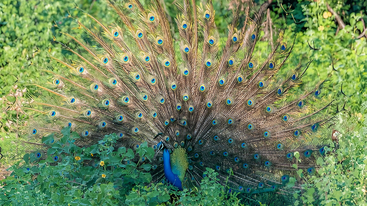 Soukromý výlet z Elly do Weligamy s Udawalawe Safari