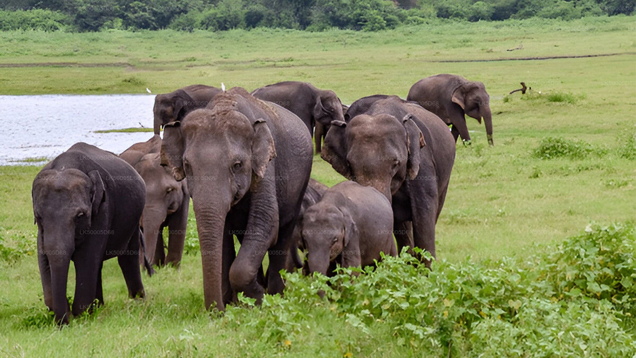 Soukromý výlet z Hiriketiyi do Elly s Udawalawe Safari
