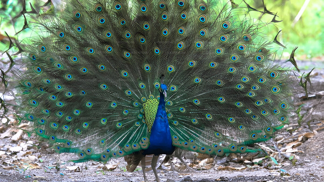 Soukromý výlet z Hiriketiyi do Elly s Udawalawe Safari