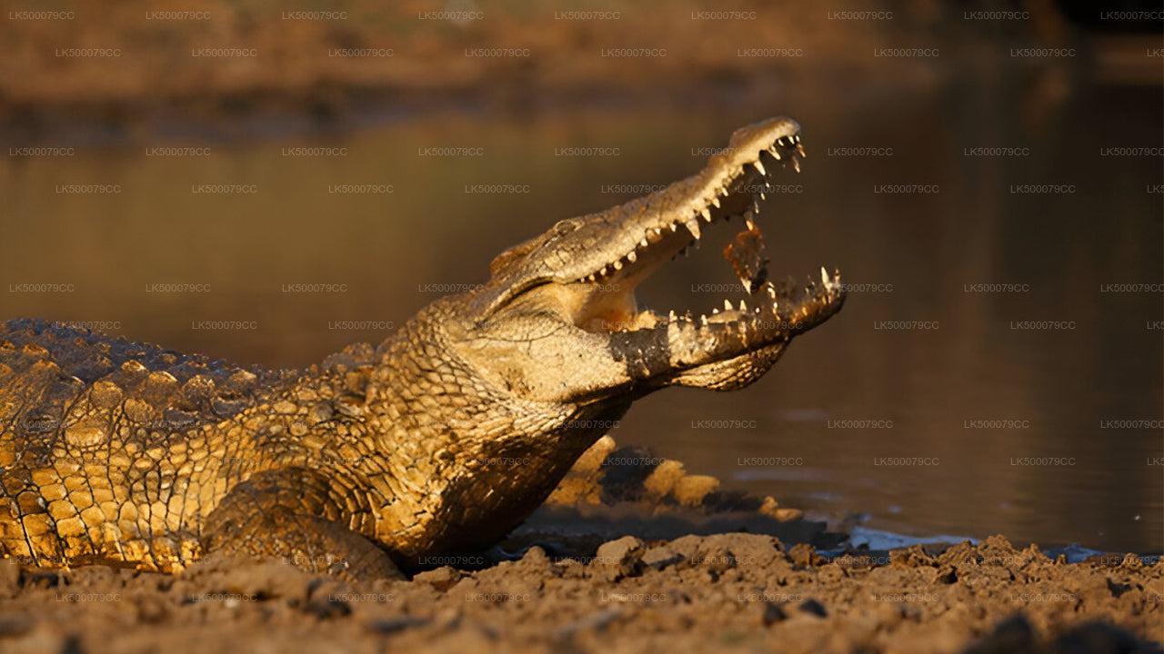 Soukromý výlet z Elly do Tangalle s Yala Safari