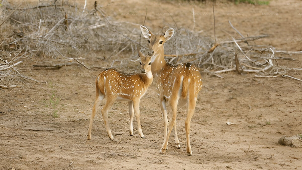 Soukromý výlet z Elly do Tangalle s Yala Safari