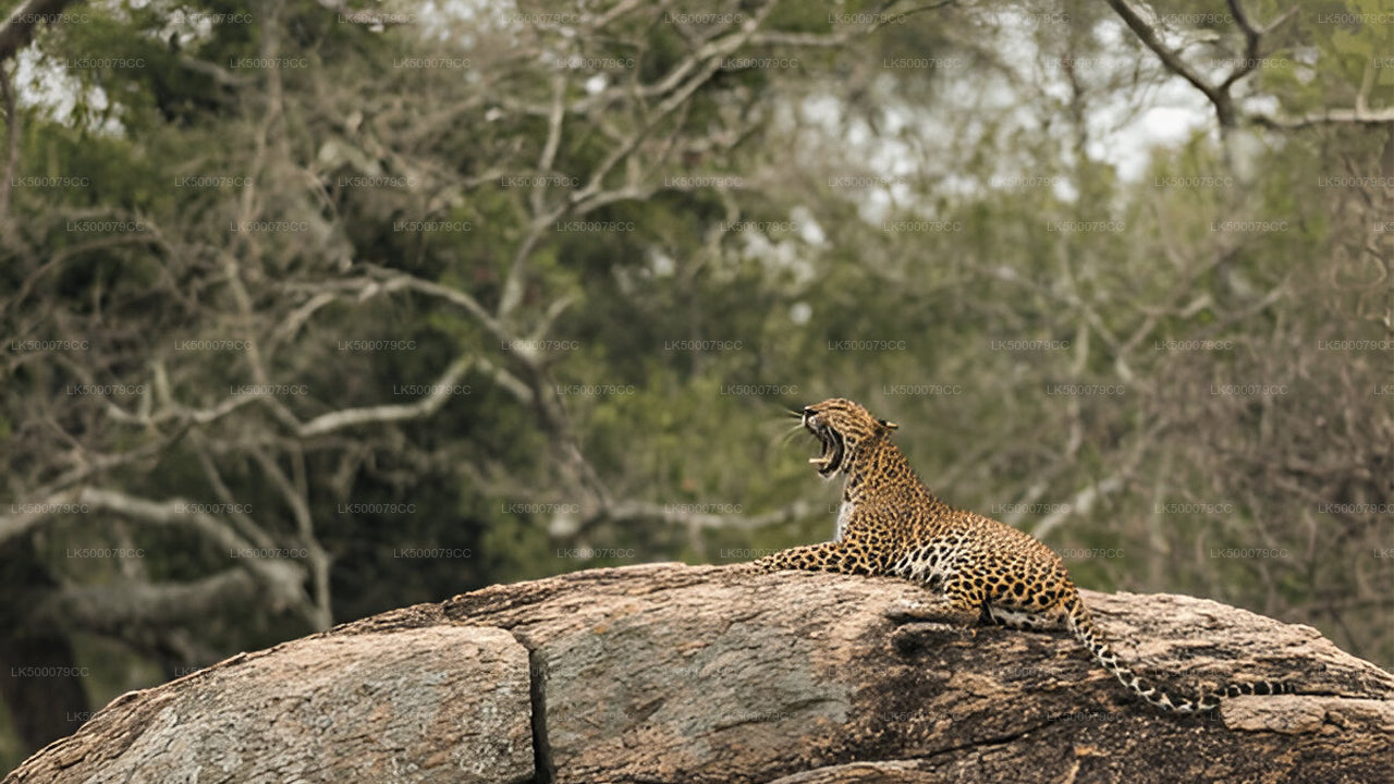 Soukromý výlet z Elly do Tangalle s Yala Safari