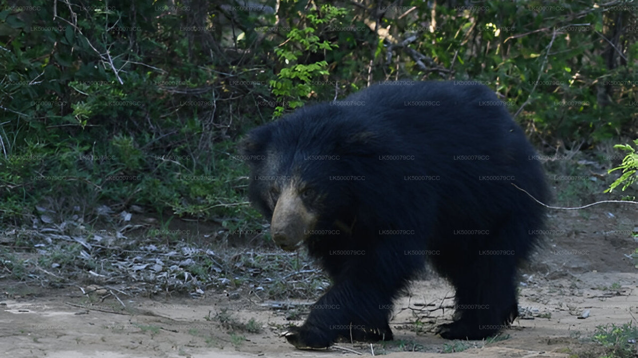 Soukromý výlet z Elly do Tangalle s Yala Safari
