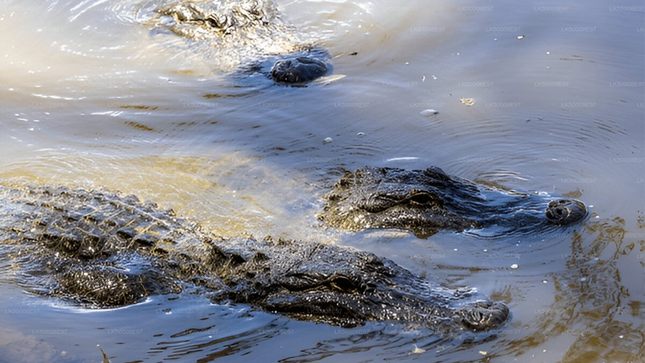 Soukromý výlet z Weligamy do Elly s Udawalawe Safari