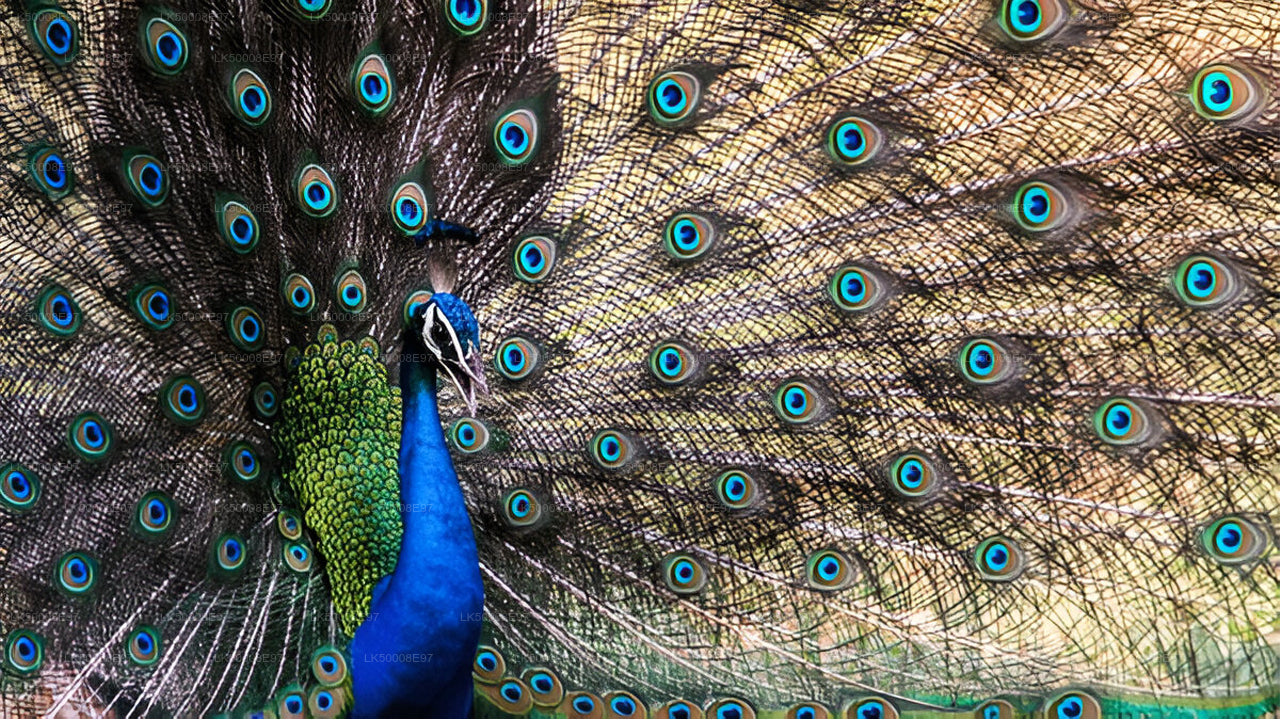 Soukromý výlet z Weligamy do Elly s Udawalawe Safari