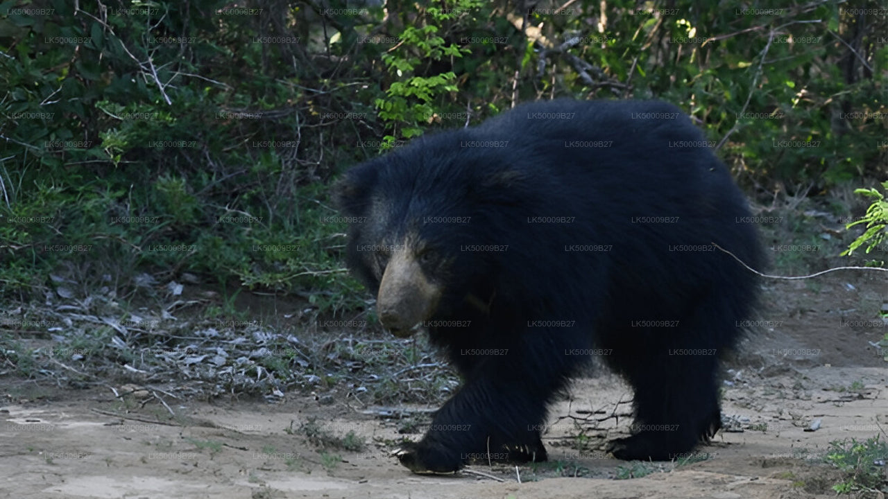 Soukromý výlet z Weligamy do Elly s Yala Safari