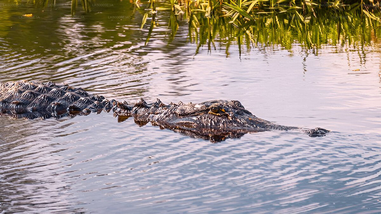 Vstupenka do národního parku Udawalawe