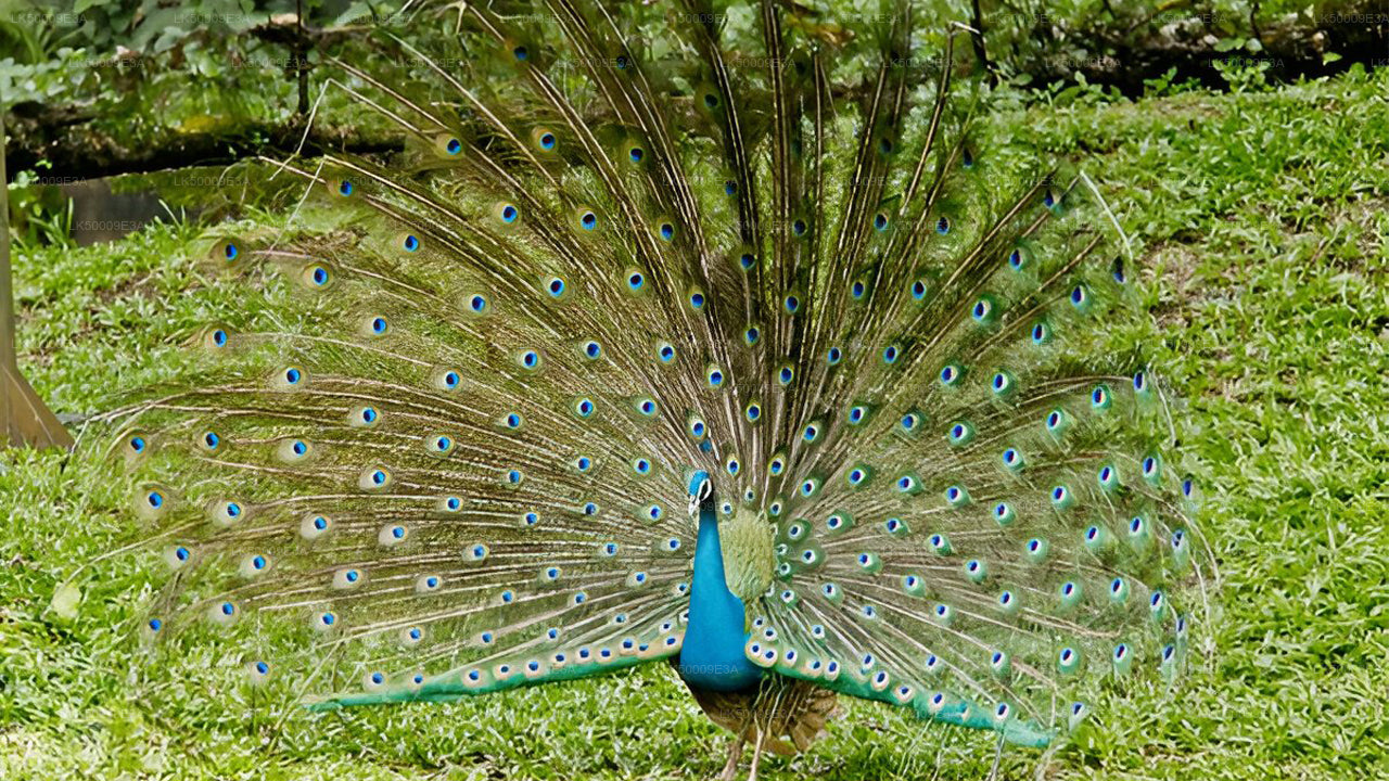 Vstupenka do národního parku Udawalawe