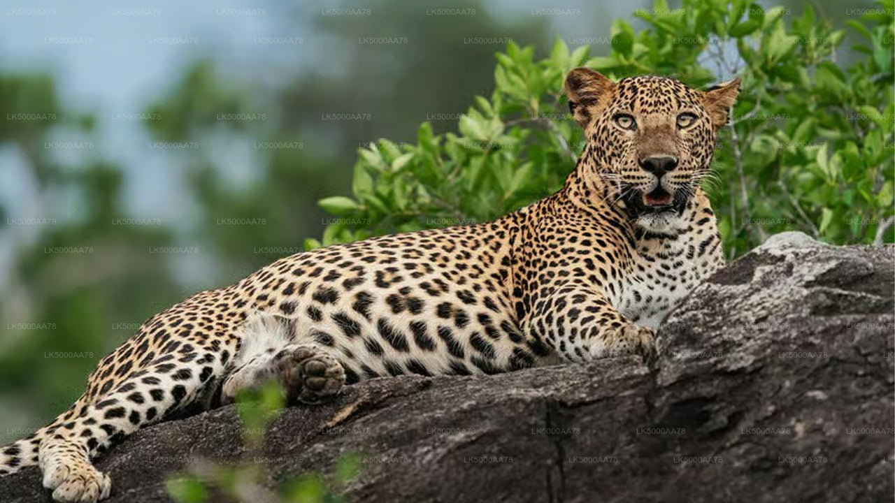Soukromé safari v národním parku Wilpattu