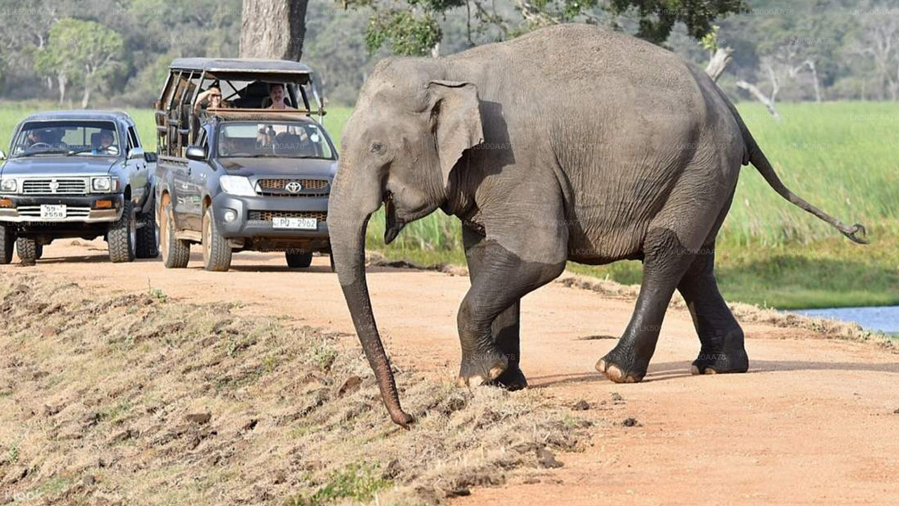 Soukromé safari v národním parku Wilpattu