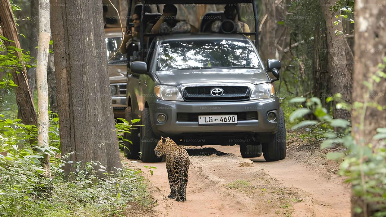 Soukromé safari v národním parku Wilpattu