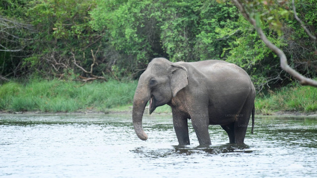 Soukromé safari v národním parku Wilpattu