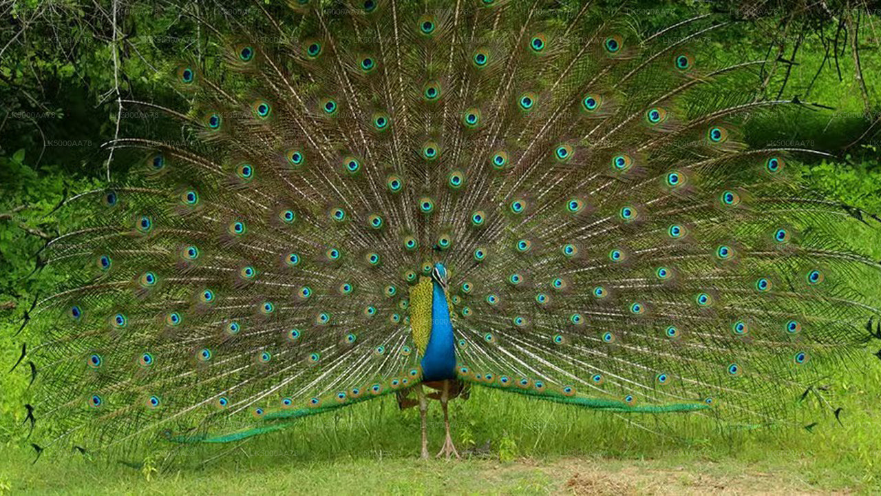 Soukromé safari v národním parku Wilpattu