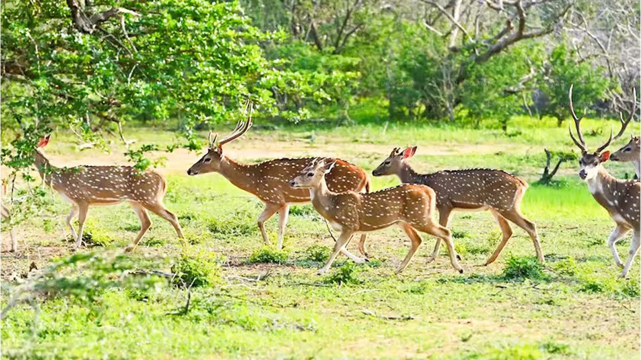 Soukromé safari v národním parku Wilpattu
