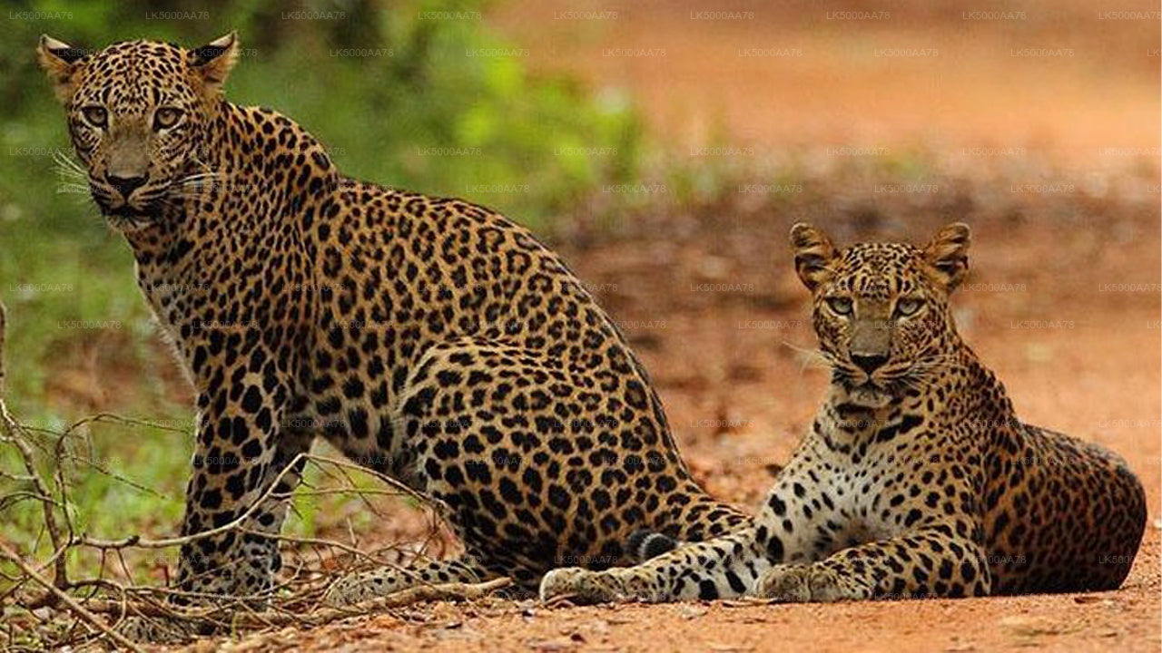 Soukromé safari v národním parku Wilpattu