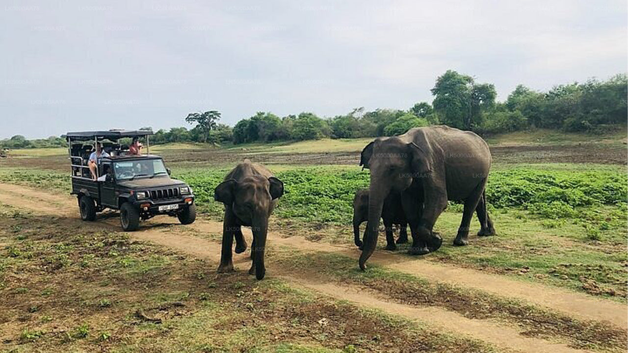 Soukromé safari v národním parku Wilpattu