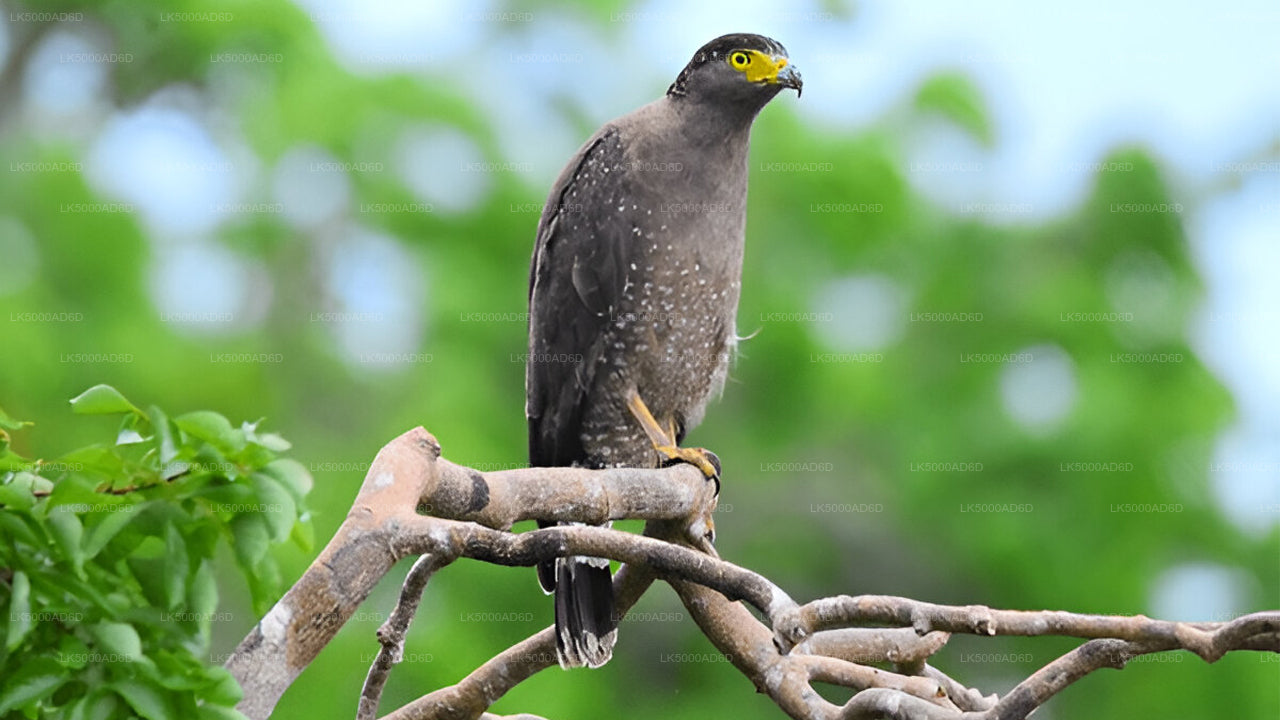 Soukromý výlet z Galle do Elly s Yala Safari