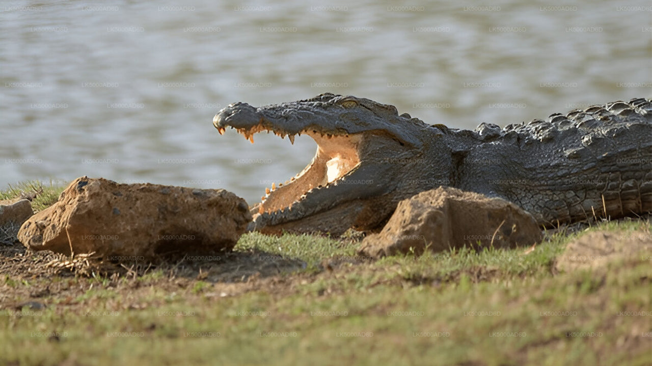 Soukromý výlet z Galle do Elly s Yala Safari