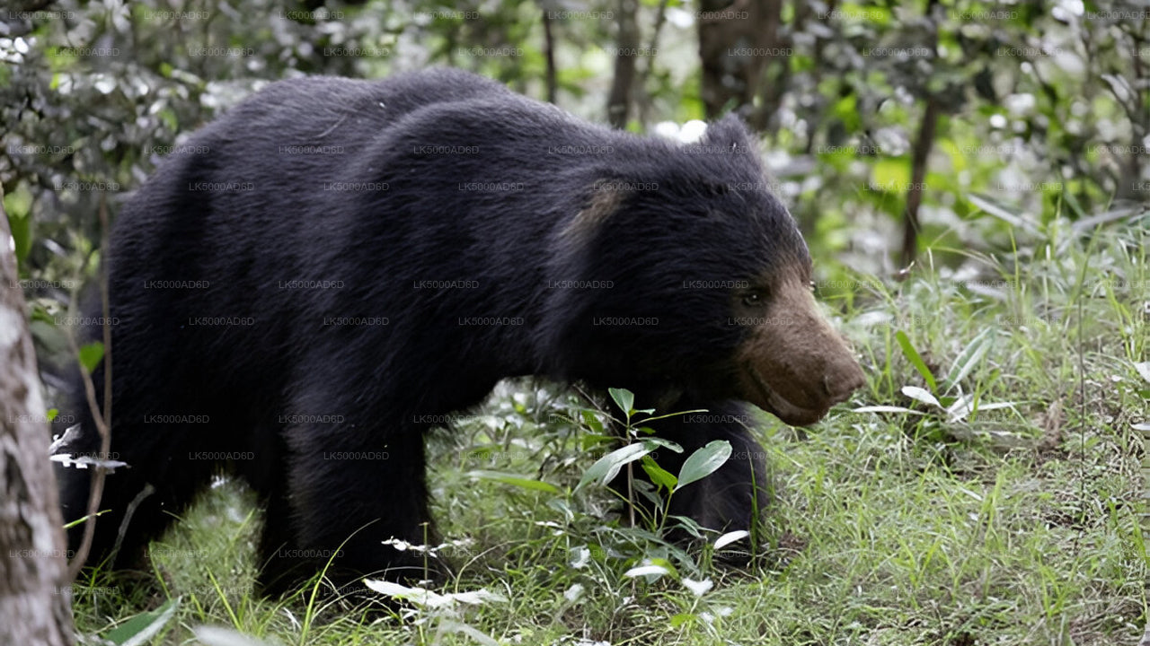 Soukromý výlet z Galle do Elly s Yala Safari