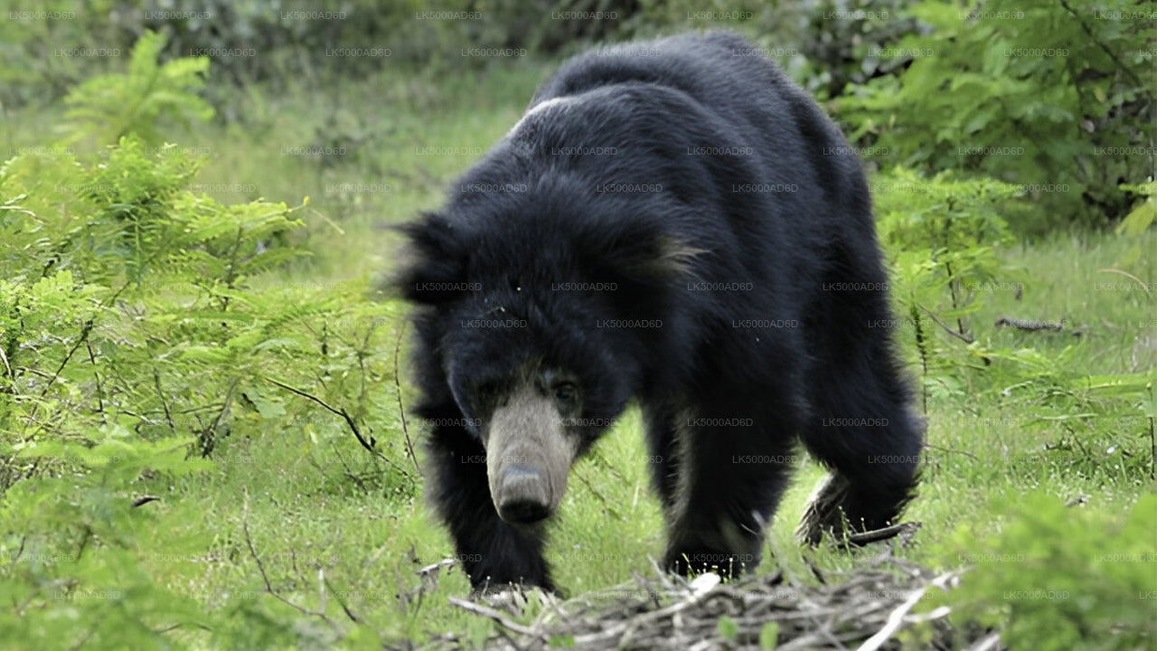 Soukromý výlet z Galle do Elly s Yala Safari