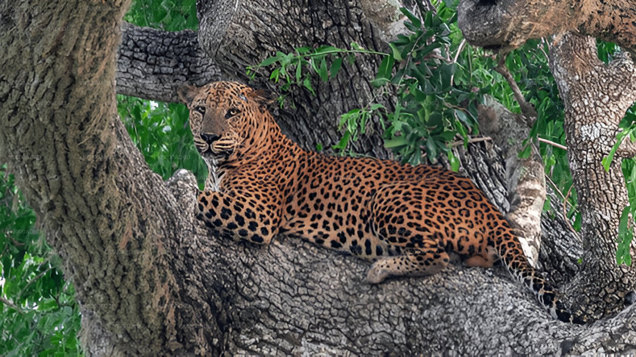 Soukromý výlet z Galle do Elly s Yala Safari