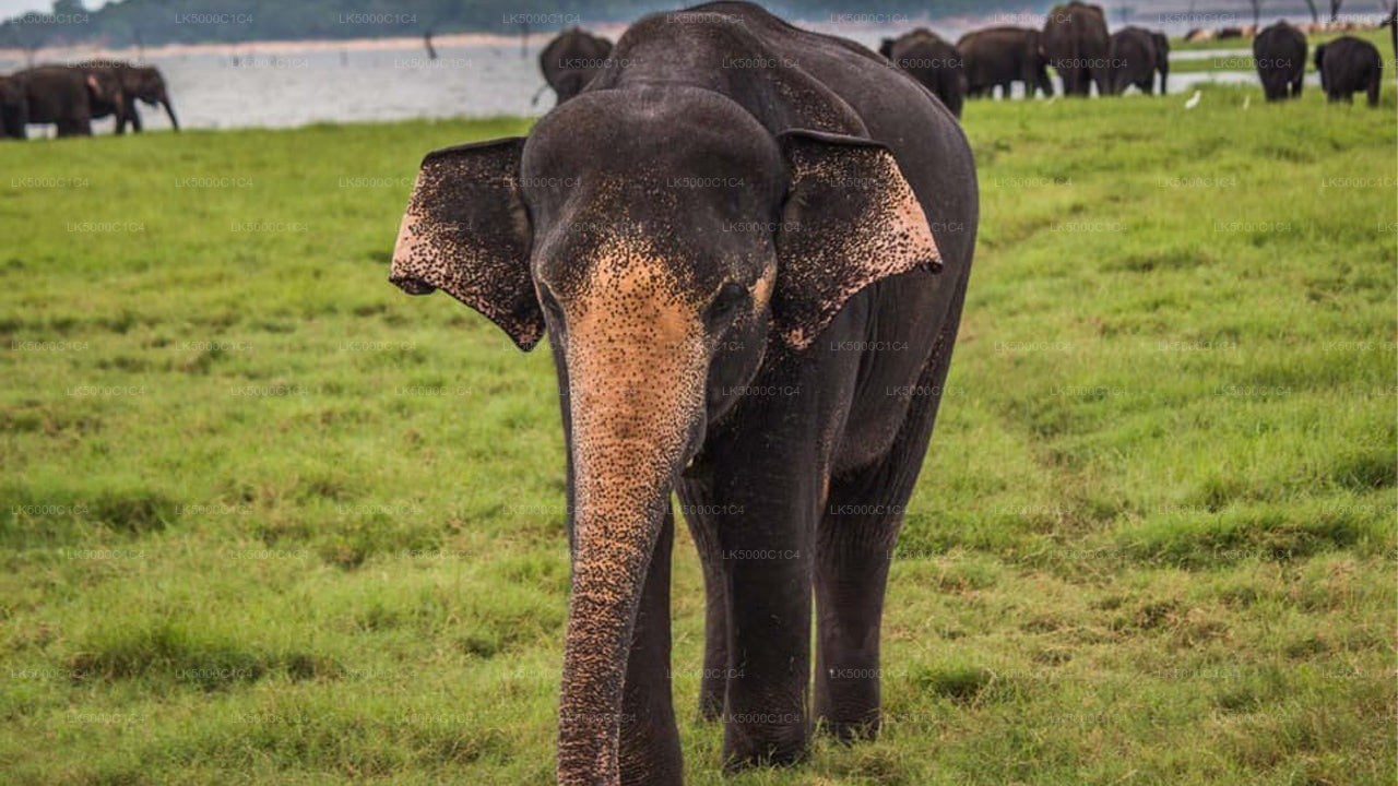 Private Tour from Ella to Hiriketiya with Udawalawe Safari