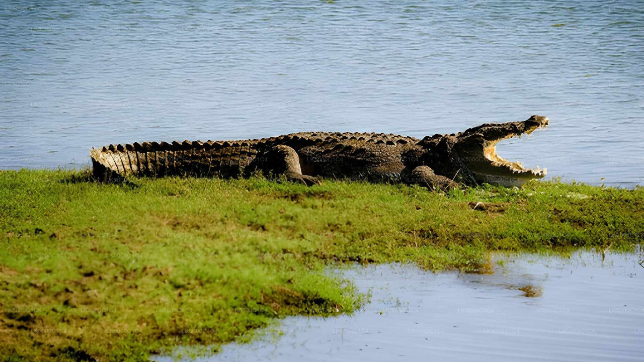Soukromý výlet z Elly do Hiriketiya s Udawalawe Safari