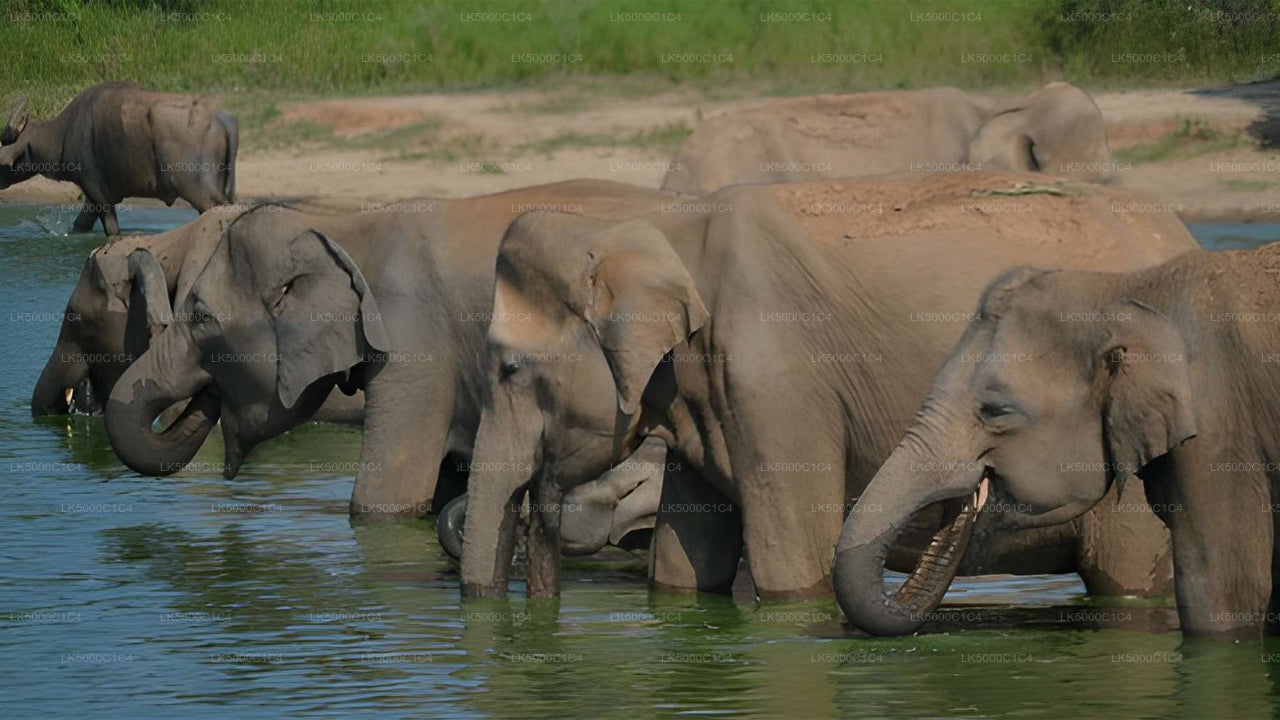 Soukromý výlet z Elly do Hiriketiya s Udawalawe Safari