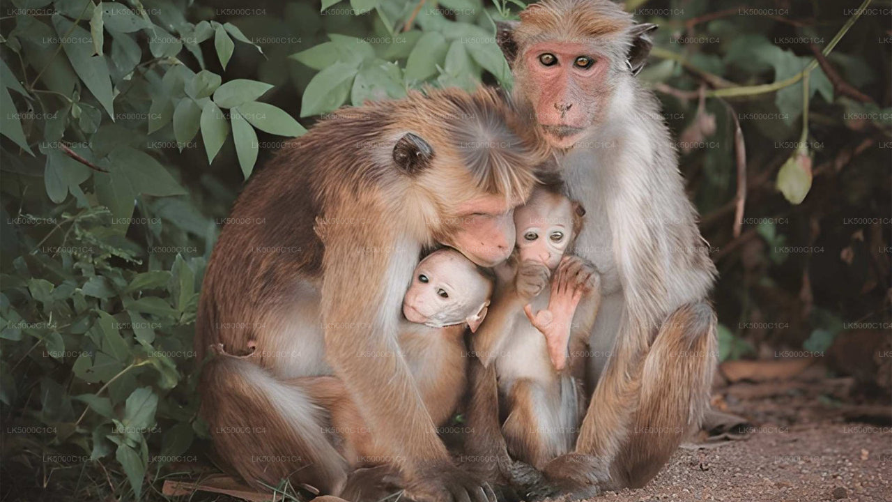 Soukromý výlet z Elly do Hiriketiya s Udawalawe Safari