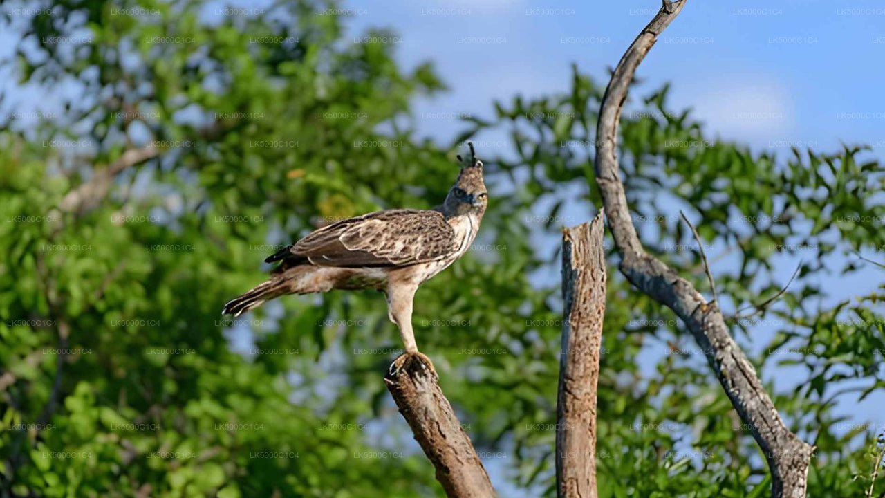 Soukromý výlet z Elly do Hiriketiya s Udawalawe Safari