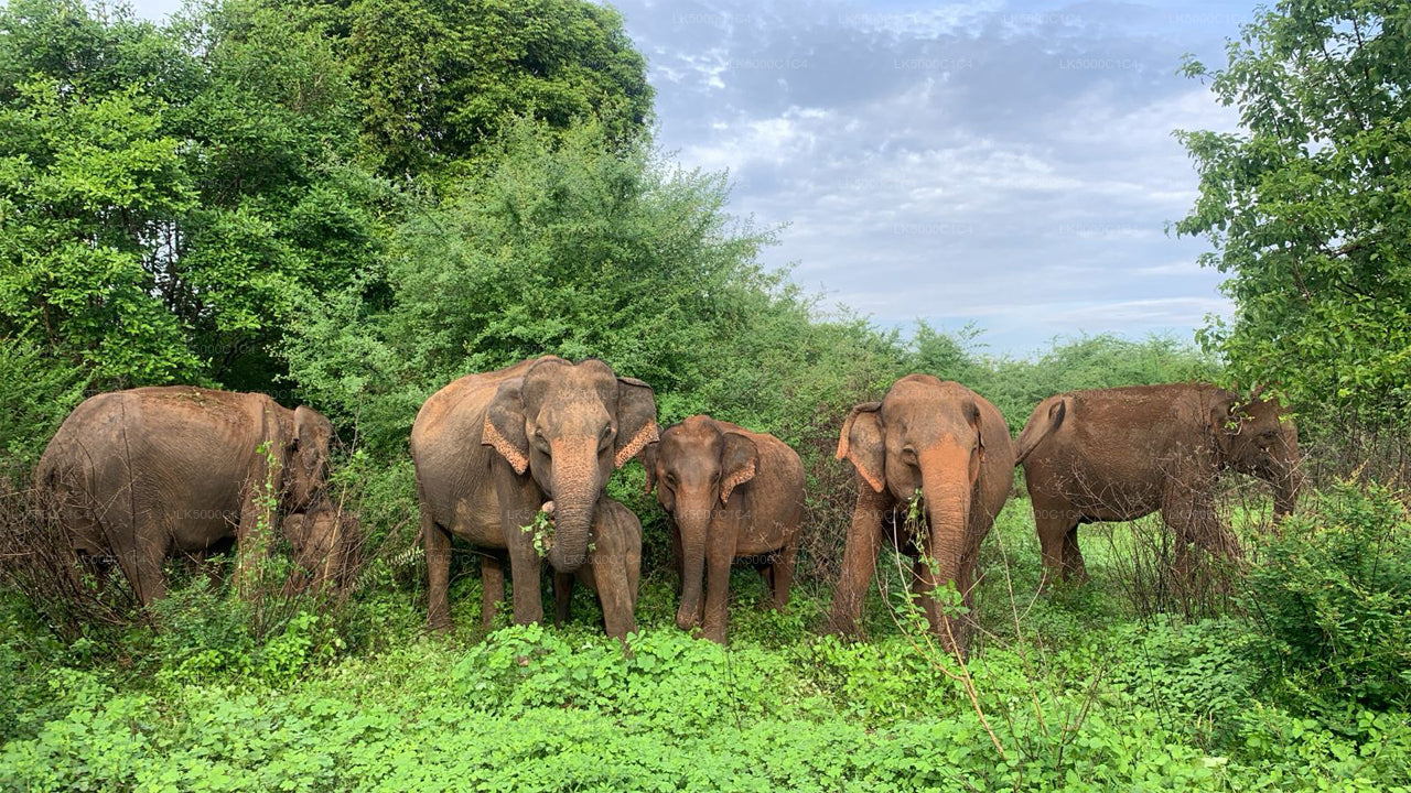 Soukromý výlet z Elly do Hiriketiya s Udawalawe Safari