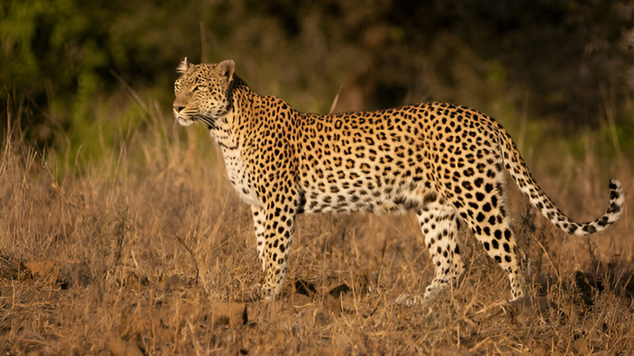 Národní park Yala (blok 5) Etické safari