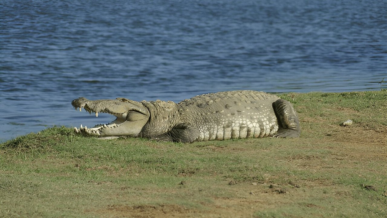 Národní park Yala (blok 5) Etické safari