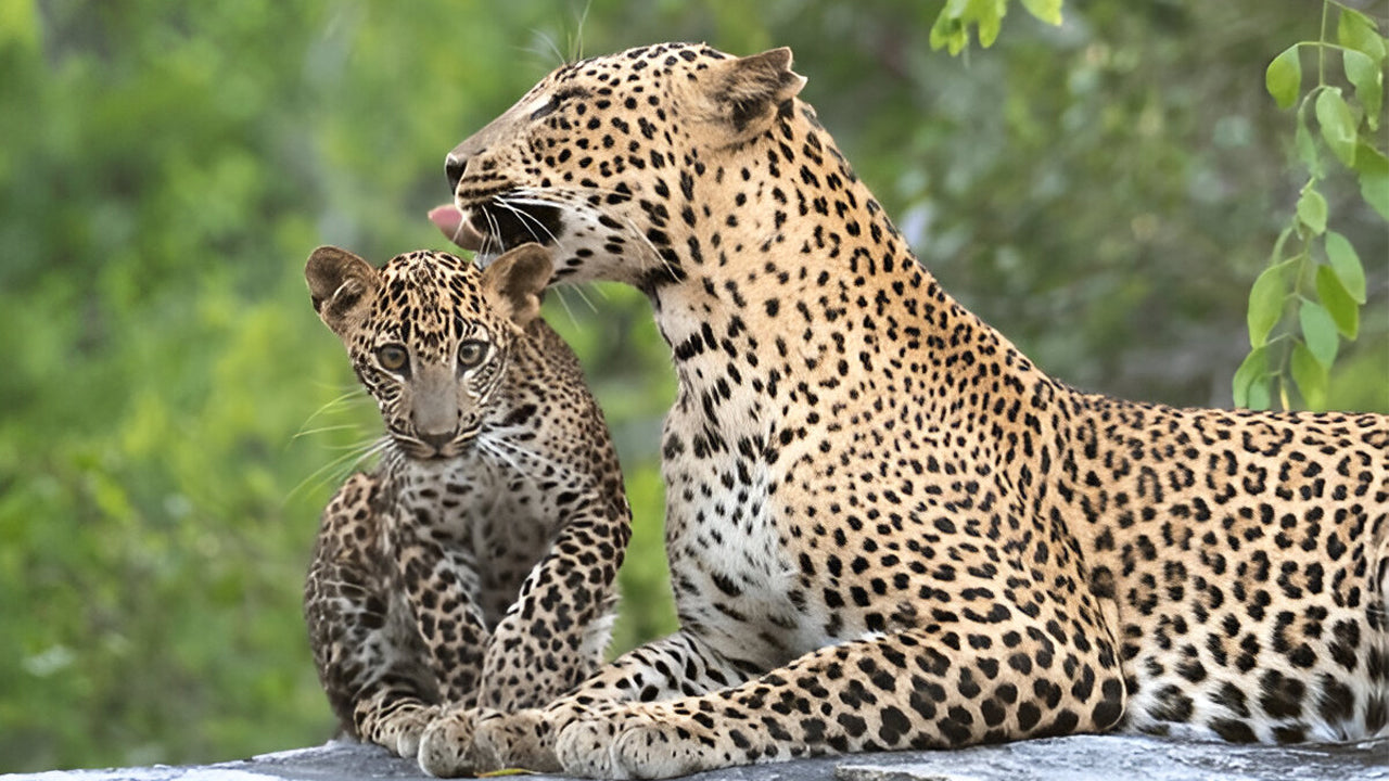 Národní park Yala (blok 5) Etické safari
