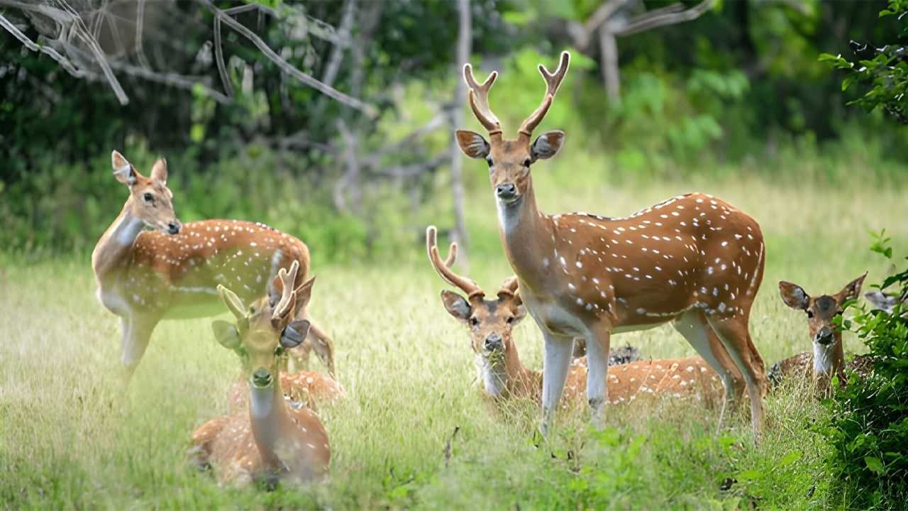 Národní park Yala (blok 5) Etické safari
