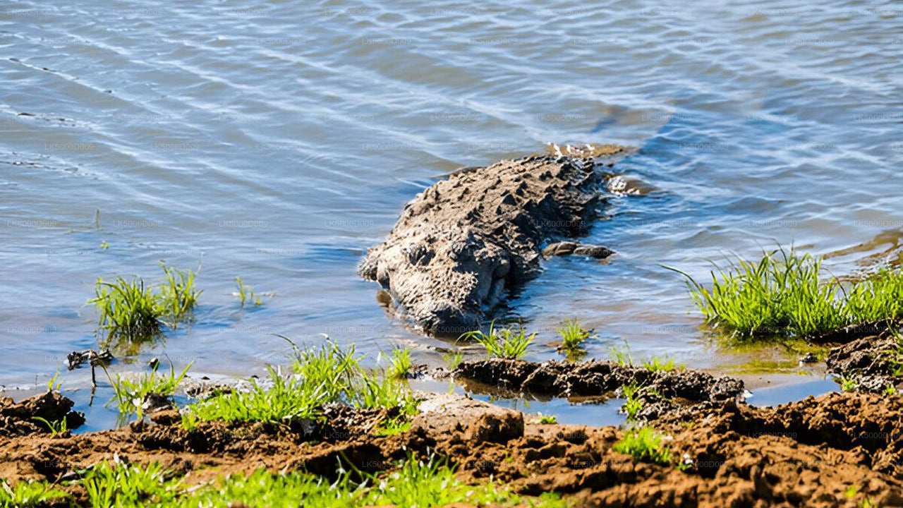 Soukromá prohlídka z Galle do Elly s Udawalawe Safari