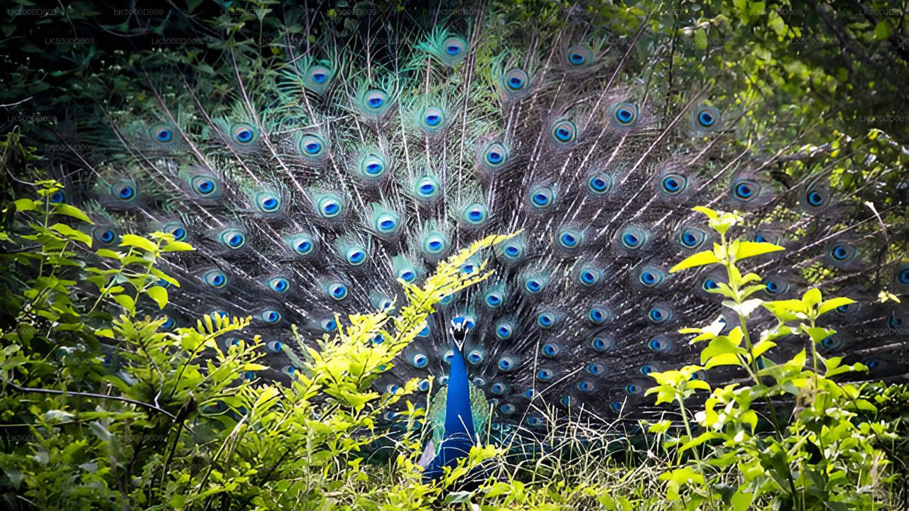 Soukromá prohlídka z Galle do Elly s Udawalawe Safari