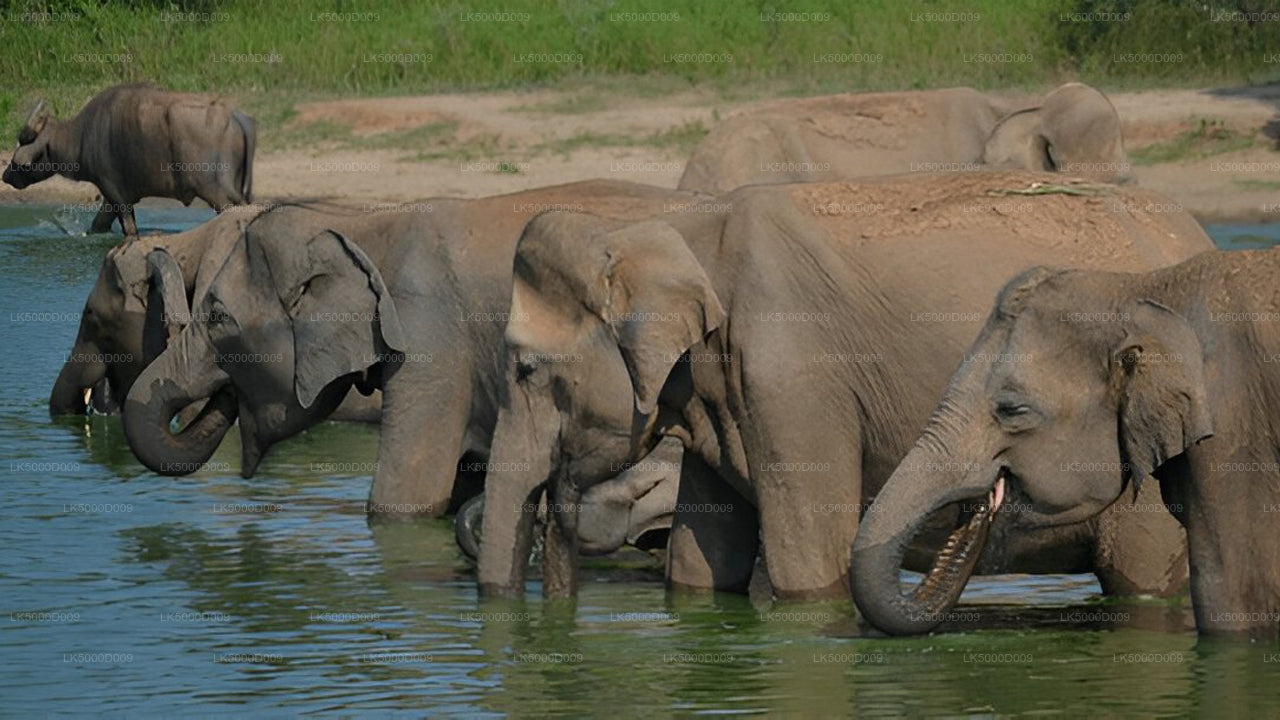 Soukromá prohlídka z Galle do Elly s Udawalawe Safari