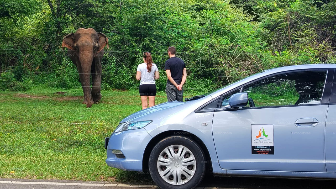 Soukromá prohlídka z Galle do Elly s Udawalawe Safari