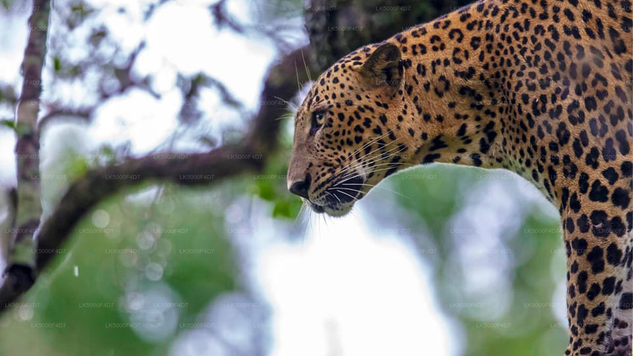 Soukromý výlet z Elly do Hiriketiya s Yala Safari