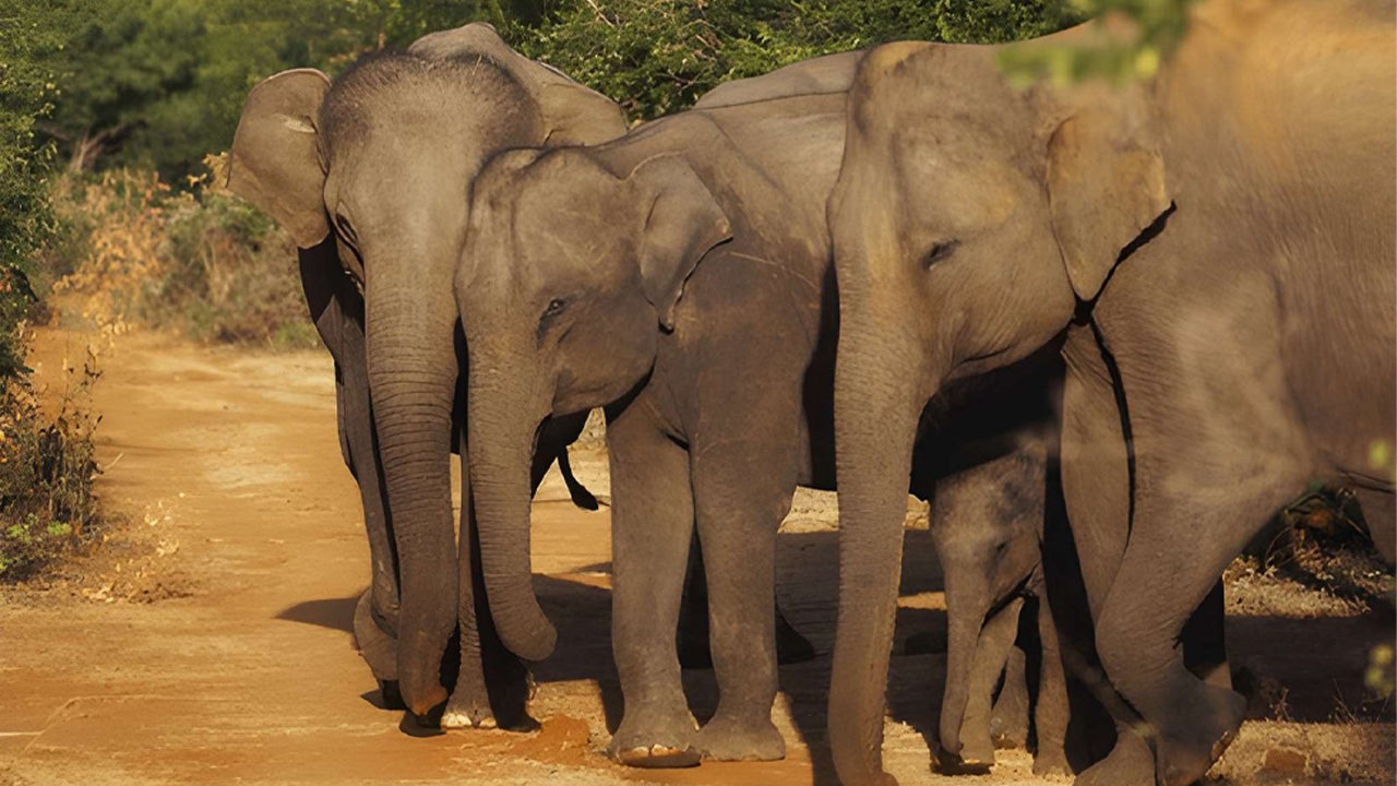 Soukromé safari s přírodovědcem v národním parku Udawalawe