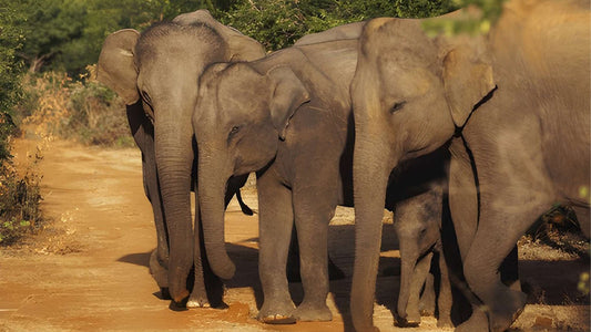 Soukromé safari s přírodovědcem v národním parku Udawalawe