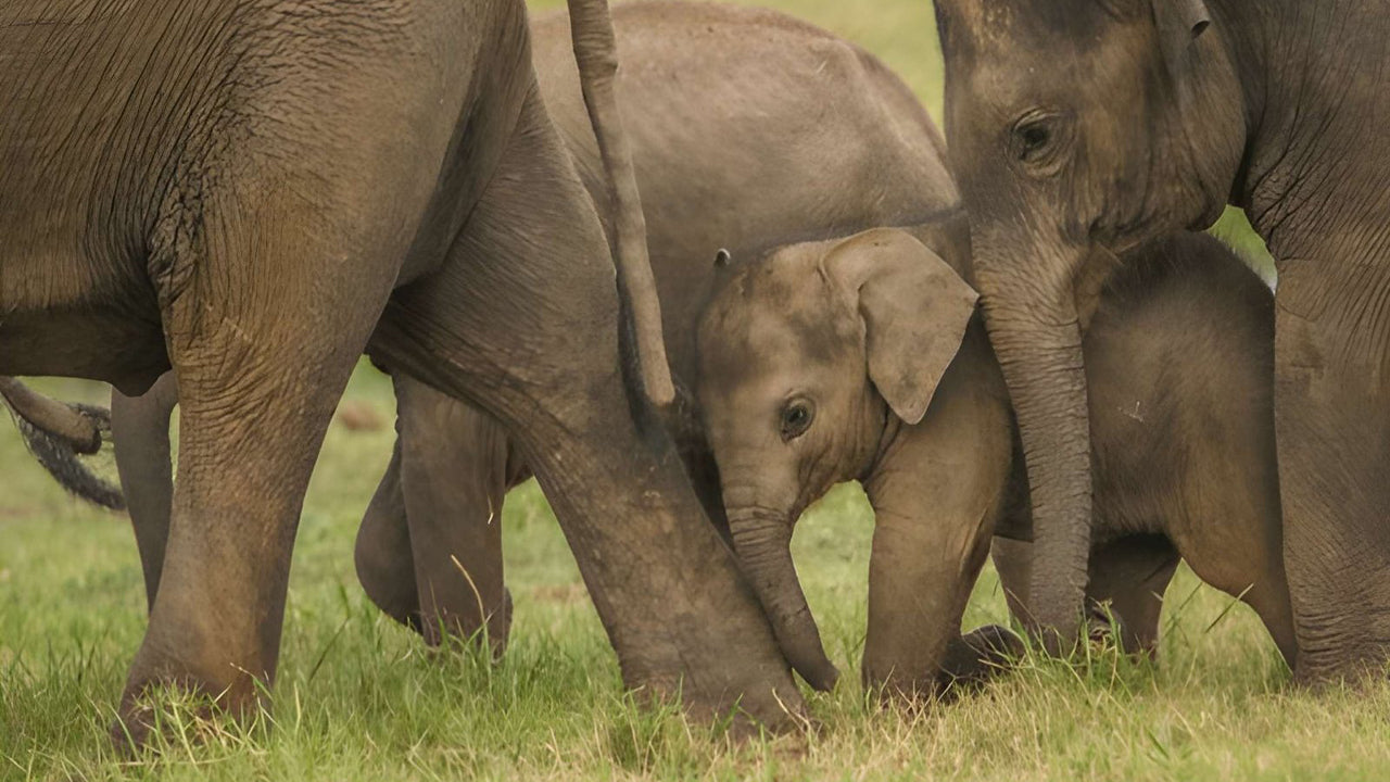 Soukromé safari s přírodovědcem v národním parku Udawalawe