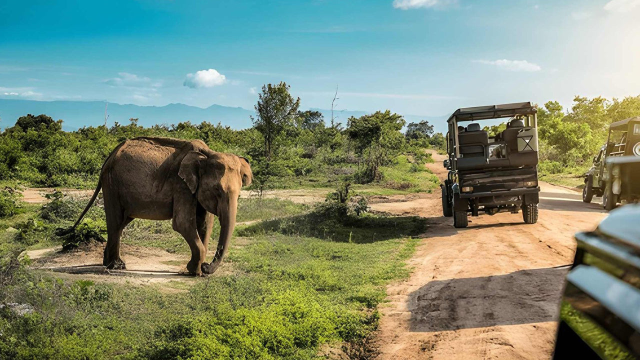 Soukromé safari s přírodovědcem v národním parku Udawalawe