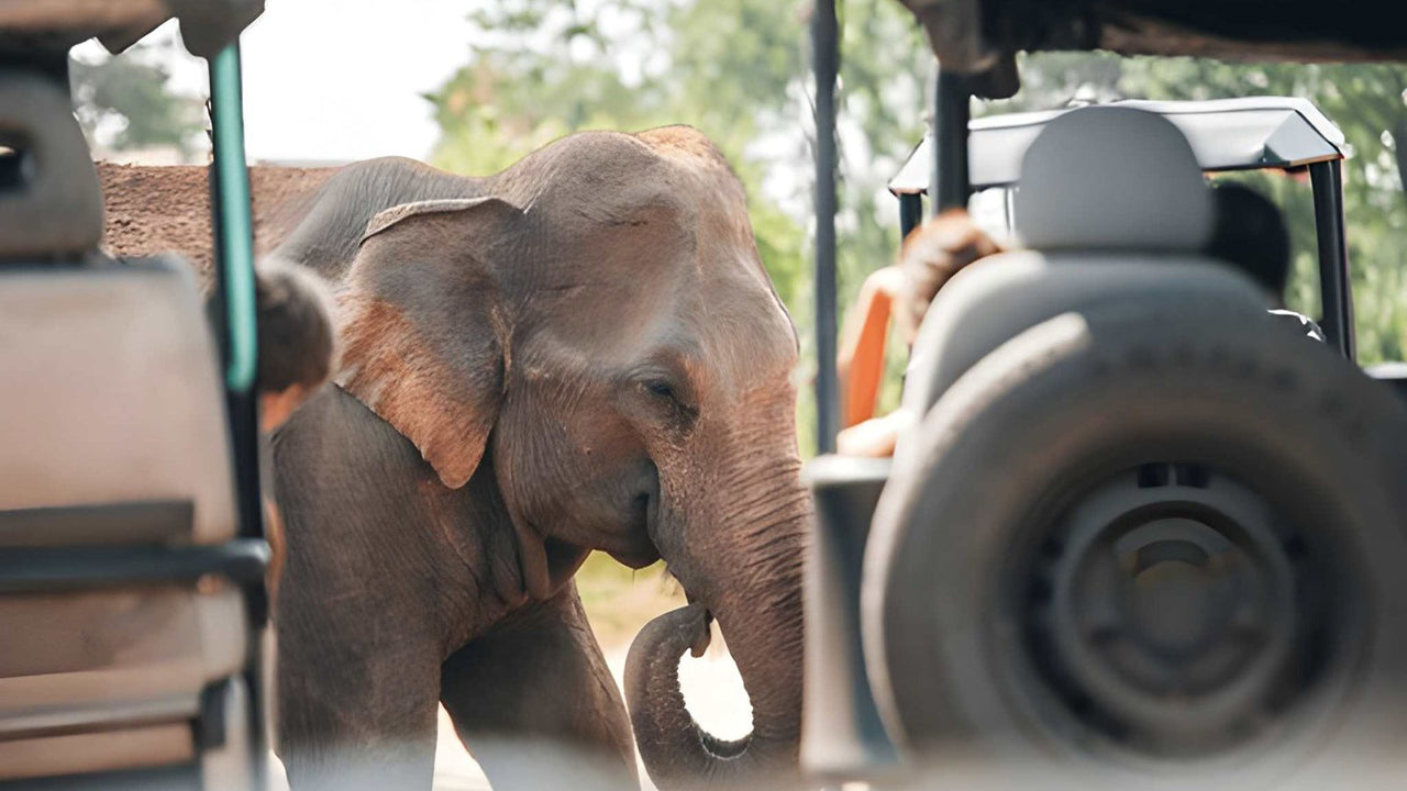 Soukromé safari s přírodovědcem v národním parku Udawalawe