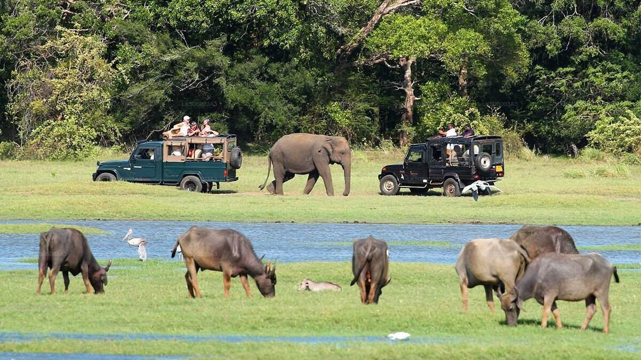 Soukromé safari národního parku Minneriya